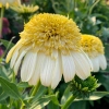 Echinacea Fried Egg 2