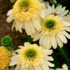 Echinacea Fried Egg 1