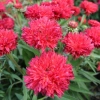 Echinacea Fringe Festival 2