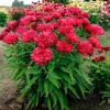 Echinacea Fringe Festival 1
