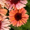 Echinacea Fresco Apricot 2 1