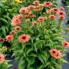Echinacea Fresco Apricot 5