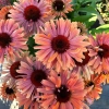 Echinacea Fresco Apricot 1 1