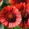 Gaillardia Spintop Mariachi Red Sky ECG