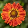 70060970 flower