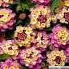 Lantana pinkberry blend