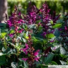 Salvia rockin fuchsia