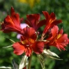 Alstroemeria rock n roll alsdun01 pp21001 lalstroemere rock n roll 20170801 1 jardin daniel a seguin 1200x858