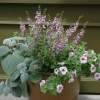 Angelonia angustifolia serena lavender plectranthus argentatus silver shield petunia shock wave pink vein 20070419 2 panamerican seeds 1200x858