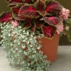 Begonia baby wing pink solenostemon scutellarioides kong red dichondra argentea silver falls 20070419 2 panamerican seeds 1200x858