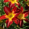 Hemerocallis ruby spider stamile 1991 20060720 2 audet