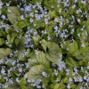 Brunnera macrophylla jack frost 20080522 1 maison des vivaces 1200x858