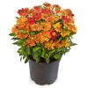 Helenium Red Bicolor Helens Flower 2