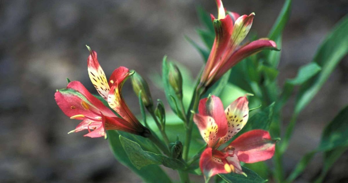 Passion Jardins | Alstroemère 'Freedom'