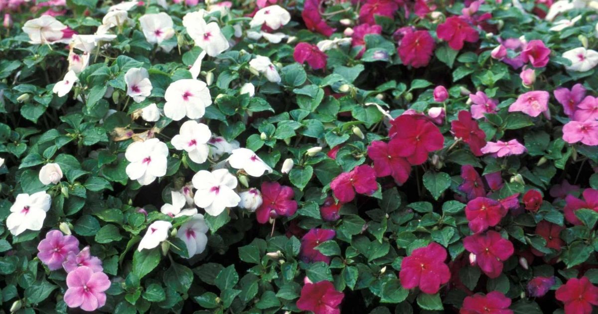 Passion Jardins | Impatiente des jardins 'Dazzler Merlot Mix'