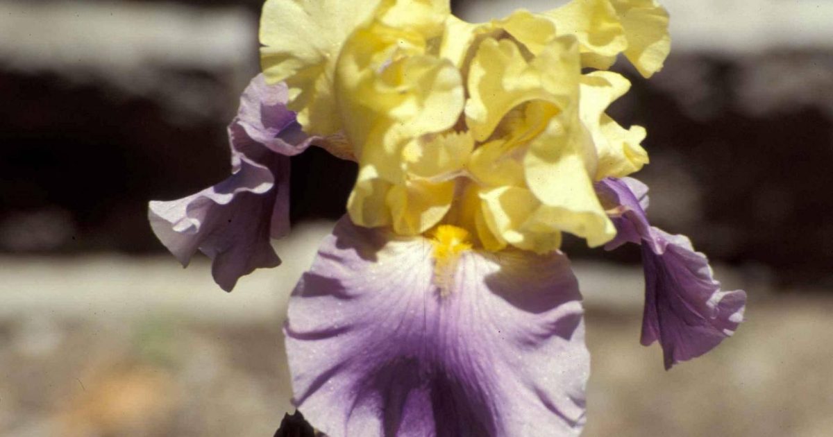 Jar Edith Passion Jardins | Iris 'Edith Wolford'