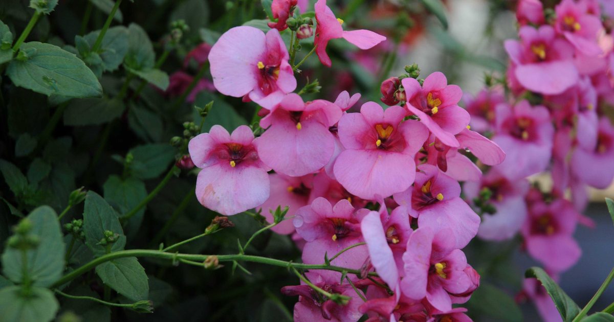 Pink Romeo Passion Jardins | Diascia 'Romeo™ Bright Pink'