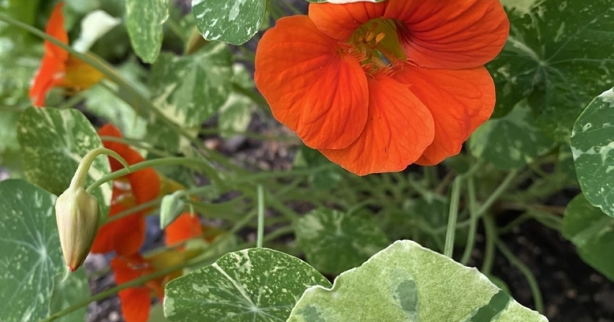 Passion Jardins | Capucine Panachée