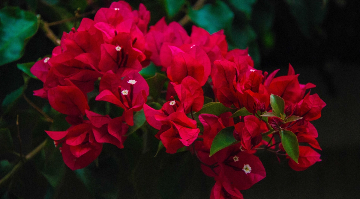 Bougainvillea