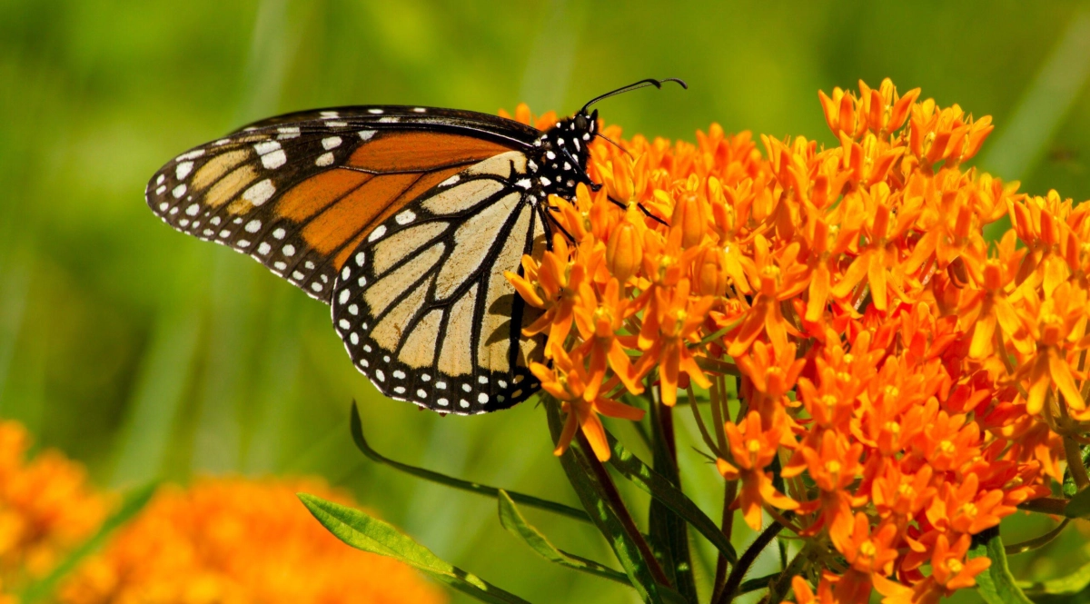 Butterfly weed scaled