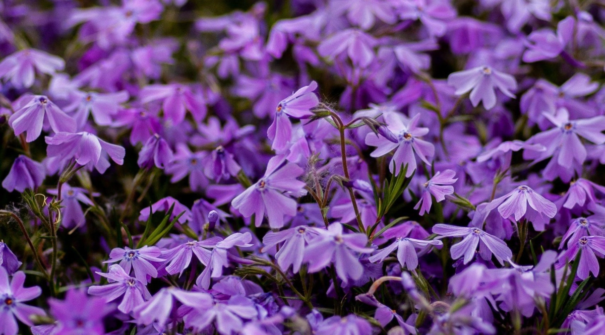 Phlox vivace yoksel zok fhlzibsc858 unsplash scaled