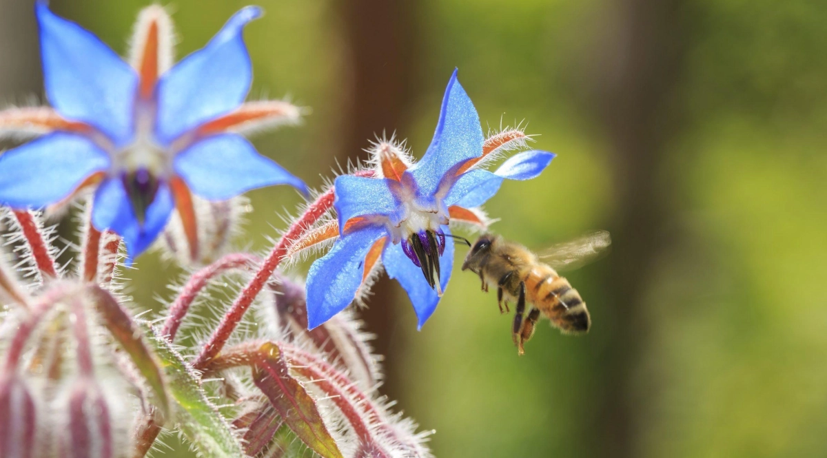 Abeille pollinisateur scaled