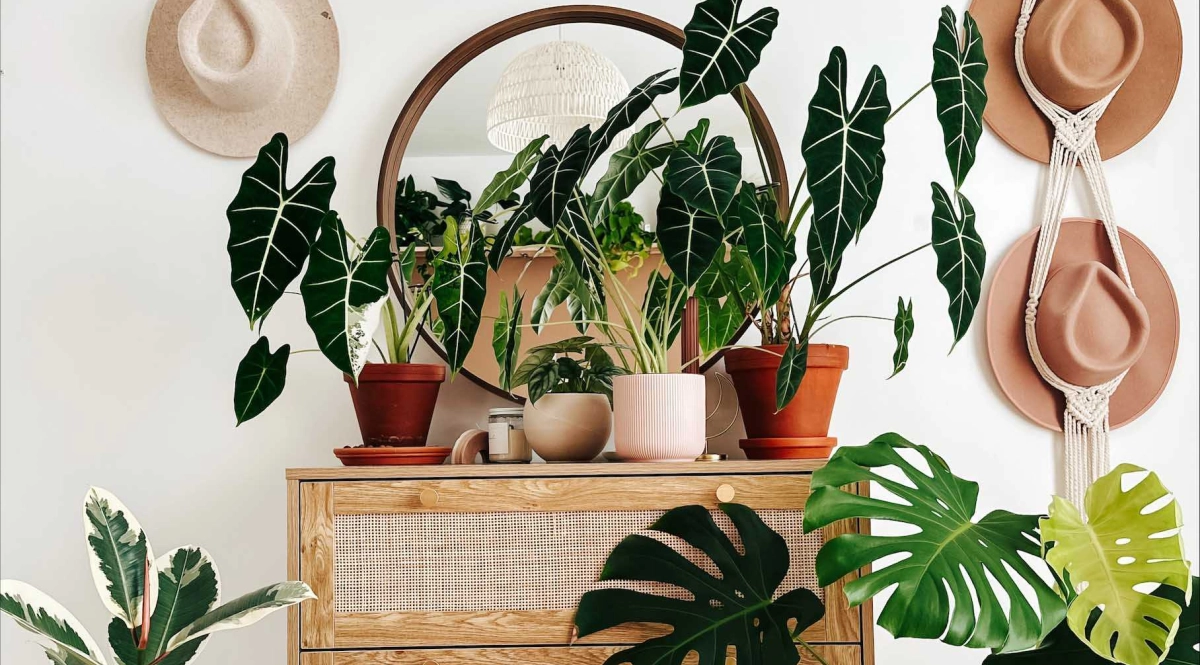 5 trucs pour les plantes