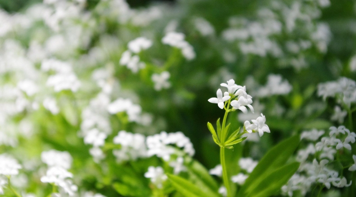 Flower 5274393 1280