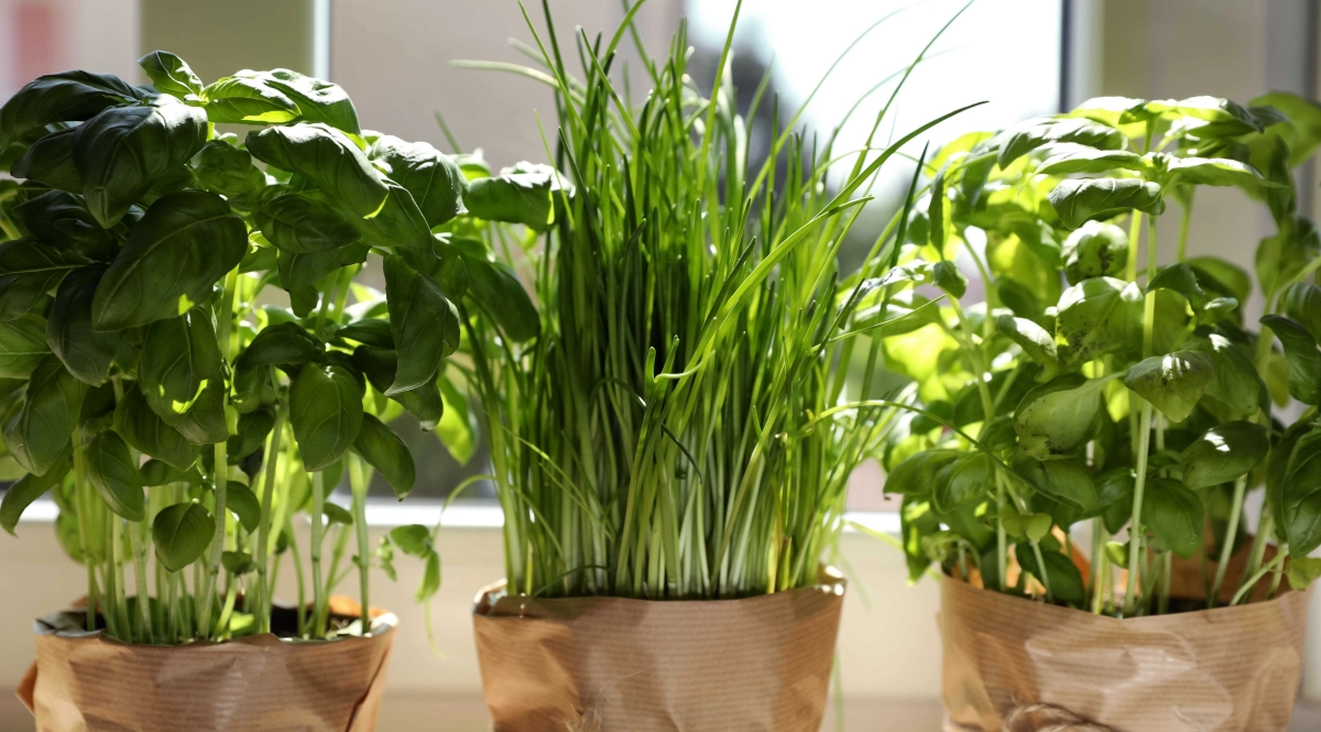 Shutterstock 2183546897 1