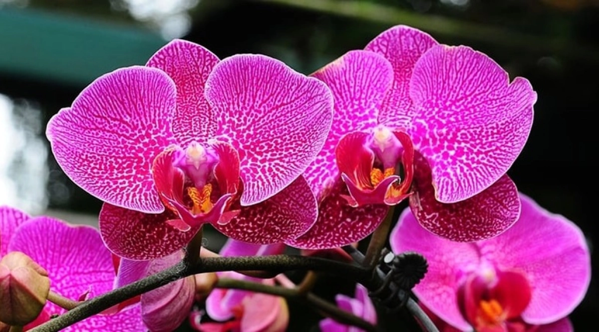 Orchidee papillon 870