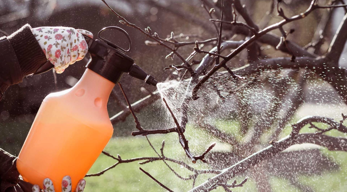 Huile stade de dormance