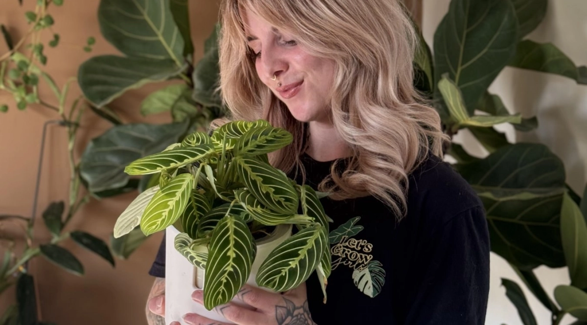 Laura pigeon maranta