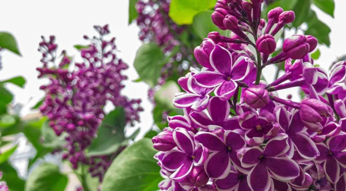 Syringa sensation