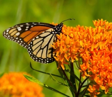 Butterfly weed scaled