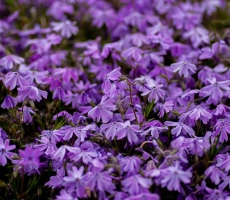 Phlox vivace yoksel zok fhlzibsc858 unsplash scaled