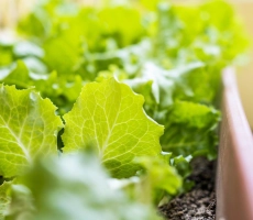 Laitue potager scaled