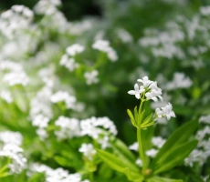 Flower 5274393 1280