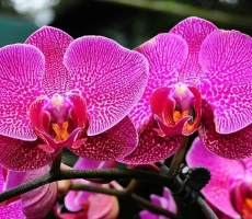 Orchidee papillon 870