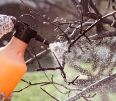 Huile stade de dormance