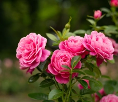 Shutterstock 1775992181