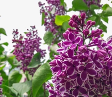 Syringa sensation