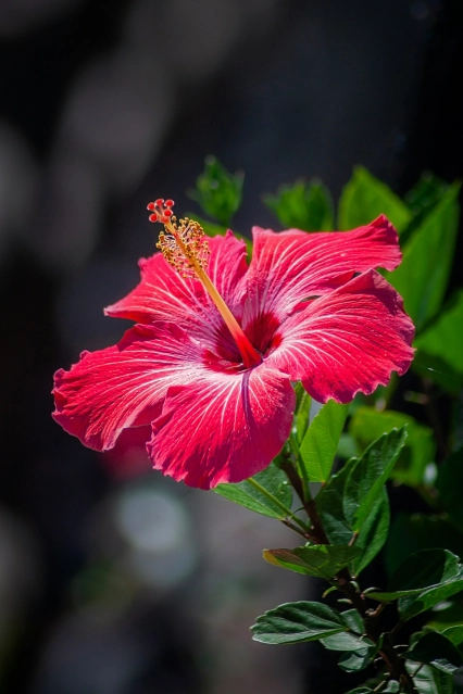 Robert thiemann T Tax Id0 Im2s unsplash