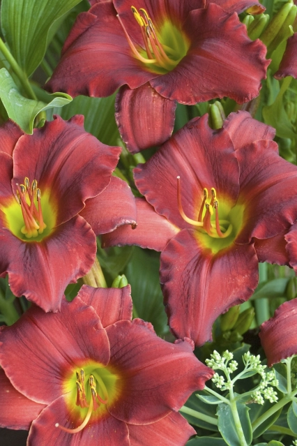 Hemerocallis Red Razzmatazz 0001 high res