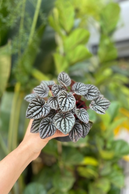 Shutterstock 2384812771 4