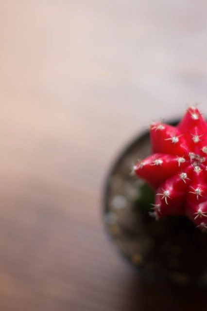 Cactus greffé assortis 4