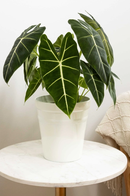 Alocasia hybrid mythictm frydek 12160 a