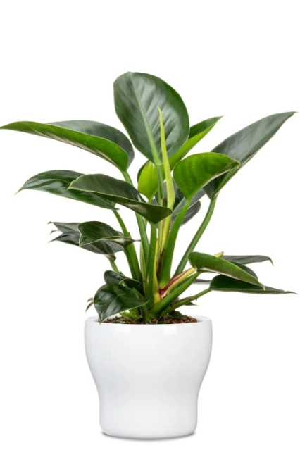 68207 0824 13 alaska 2