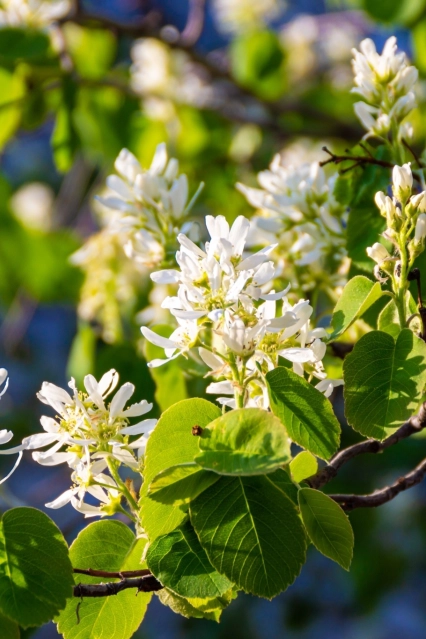 Standing Ovation Serviceberry 1