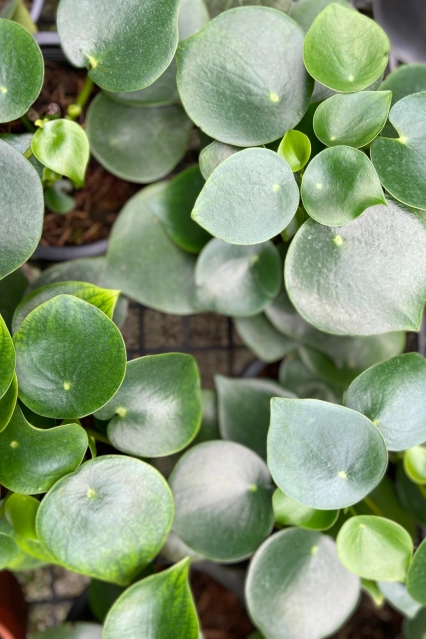 Peperomia Raindrop 2