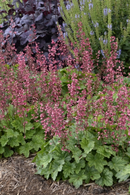 Heuchères Timeless Berry WALTERS GARDEN